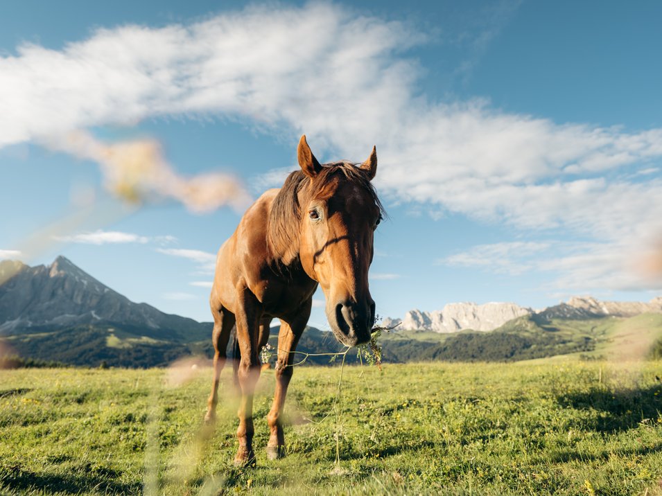 Ippodromo di Merano: iniziano le corse Cavallo marrone che mangia erba in un prato verde con montagne e cielo blu