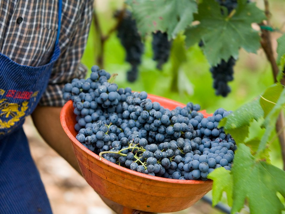 Das Südtiroler Weinmuseum Eine Person hält eine orangefarbene Schüssel mit frisch geernteten blauen Trauben