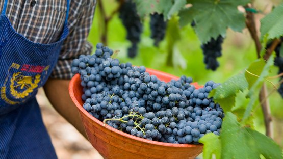 Museo provinciale del vino Una persona tiene una ciotola arancione piena di uva blu appena raccolta
