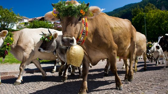 Transumanza in Alto Adige: un’importante tradizione Mucche con corone di fiori e campane durante la transumanza su strada lastricata