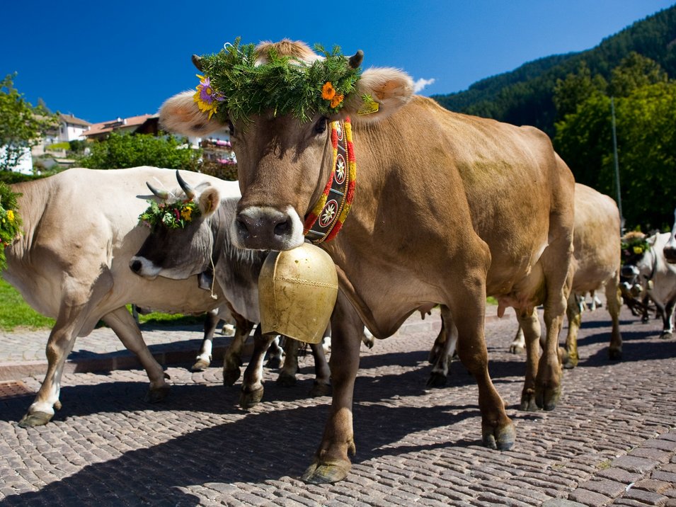Transumanza in Alto Adige: un’importante tradizione Transumanza in Alto Adige: un’importante tradizione