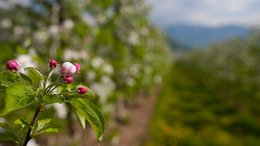 Hotels in St. Martin in Passeier: Ab in den Traumurlaub! Apfelblütenknospen an einem Baum im Obstgarten im Frühling