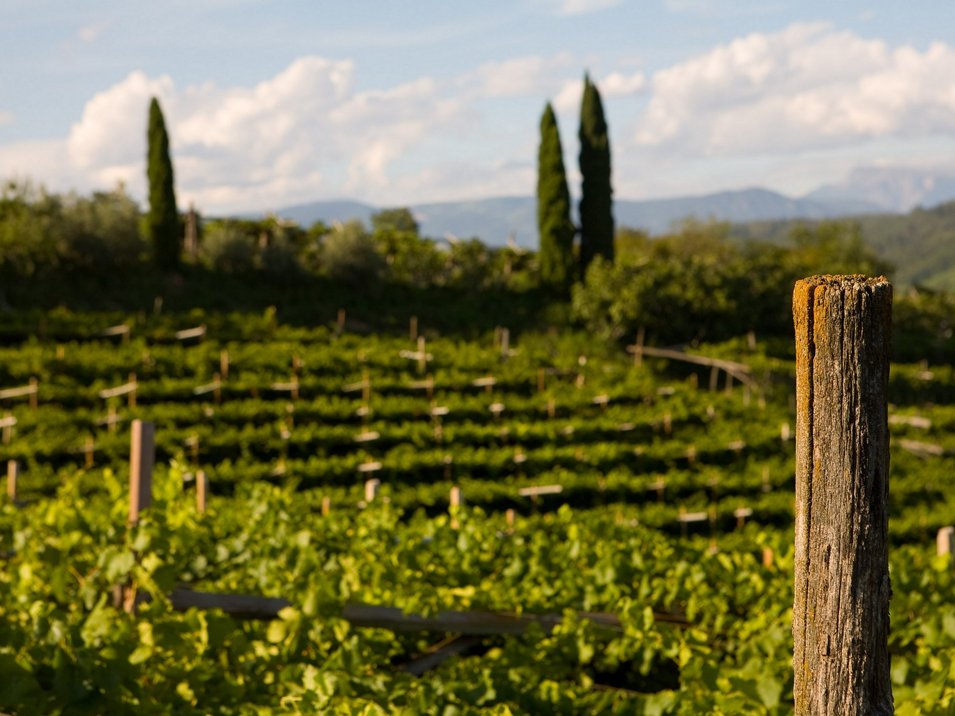 Escursione al Vorbichl Palo di legno in vigneto con viti verdi e cipressi sullo sfondo