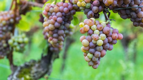 Erholung am Fennberger Hochplateau Reife Trauben in verschiedenen Farben hängen an einem Weinstock