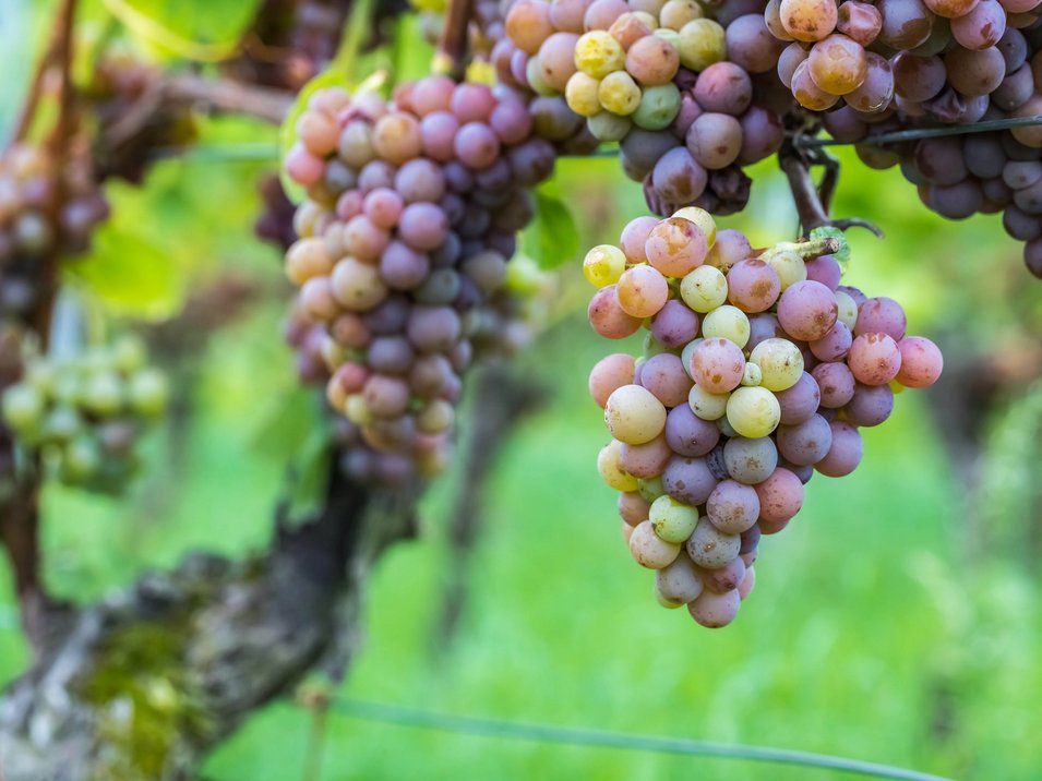 Rilassarsi sull’altopiano del Favogna Grappoli d'uva matura di vari colori appesi a una vite