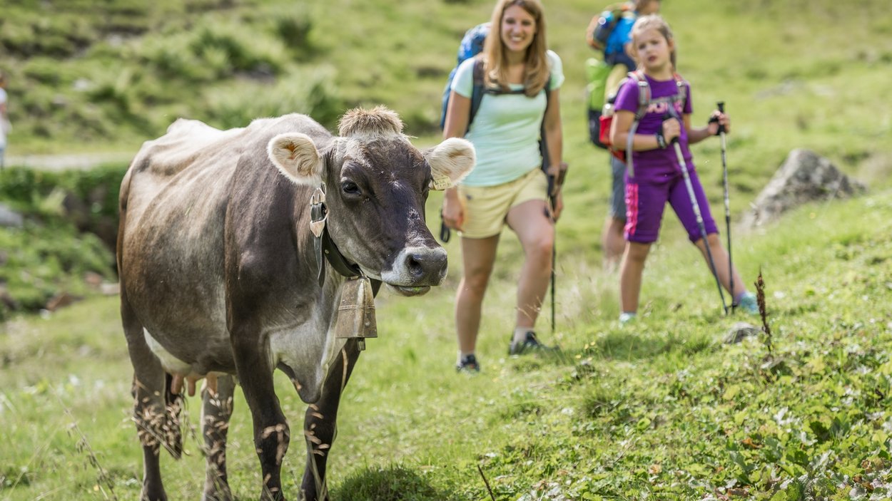 Vacanza estiva in Trentino Alto Adige: una favola! Mucca con campanaccio su sentiero di montagna davanti a escursionisti al sole