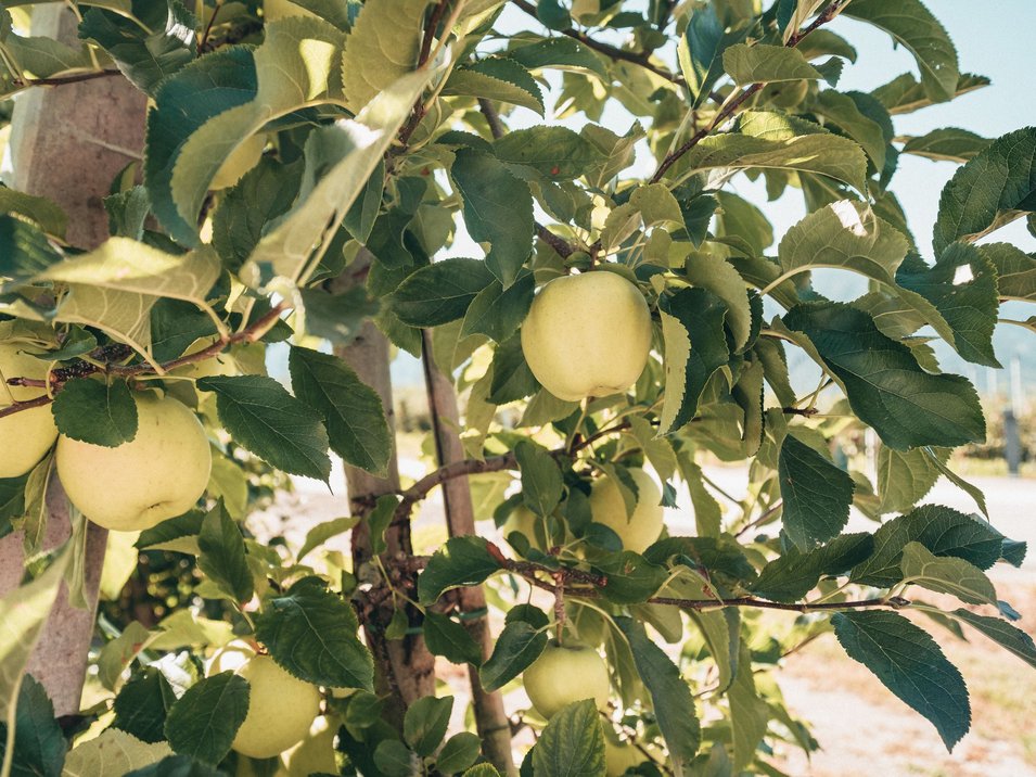Das Südtiroler Obstbaumuseum in Lana Das Südtiroler Obstbaumuseum in Lana