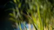 Am Fennberger See seltene Pflanzen entdecken Grüne Grashalme im Sonnenlicht vor verschwommenem Hintergrund