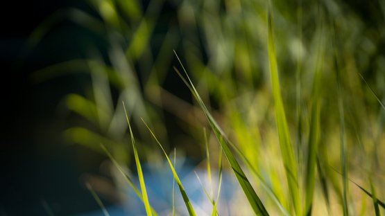 Il lago naturale balneabile di Issengo Steli d'erba verde alla luce del sole con sfondo sfocato