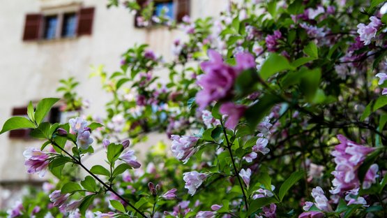 Il magnifico Castel Ganda vicino ad Appiano Fiori rosa e bianchi in fiore davanti a una finestra con persiane marroni