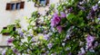 Il magnifico Castel Ganda vicino ad Appiano Fiori rosa e bianchi in fiore davanti a una finestra con persiane marroni