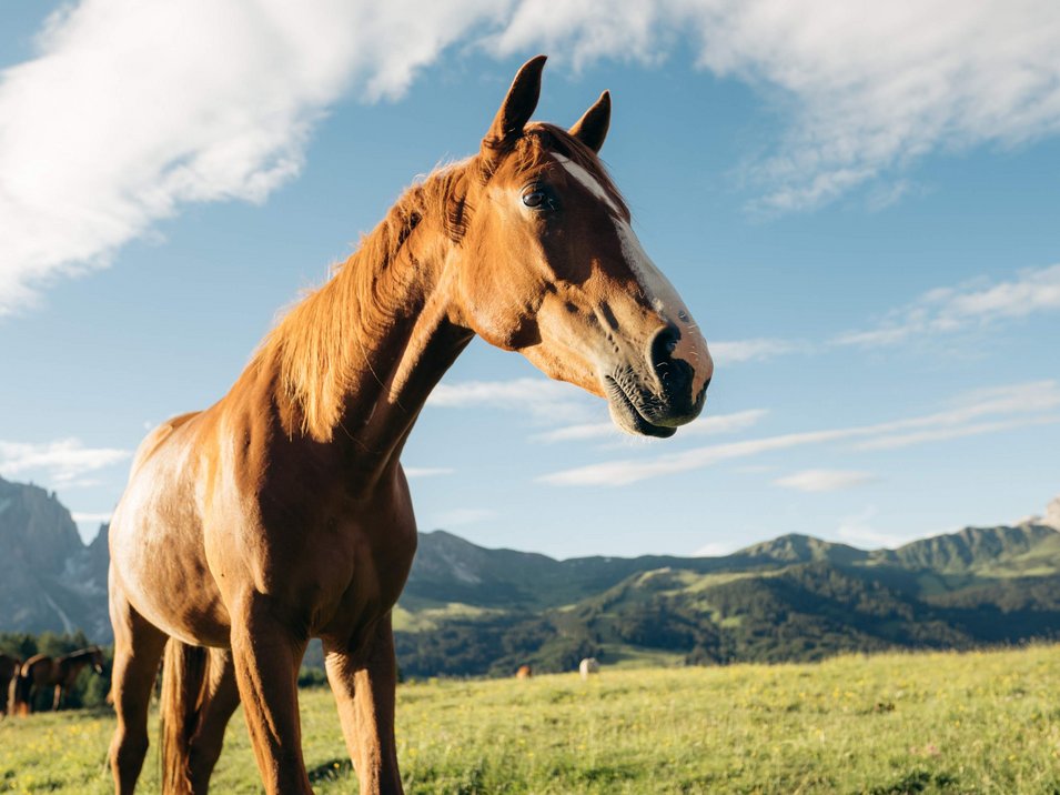 Hotel ad Avelengo presso Merano Cavallo marrone in un prato verde con montagne e cielo blu sullo sfondo