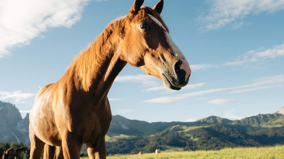 Hotel ad Avelengo presso Merano Cavallo marrone in un prato verde con montagne e cielo blu sullo sfondo