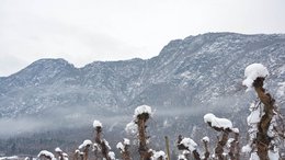 Ihre Hotels in Meran in Südtirol: Hotels im Meraner Land Weinreben mit Schneebedeckung vor schneebedeckten Bergen an bewölktem Wintertag