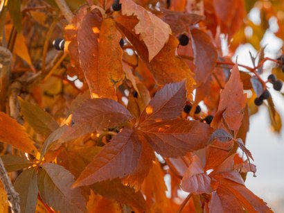 Törggelen in Südtirol: Topangebote mit Übernachtung Rote und orange Herbstblätter an Zweigen mit kleinen schwarzen Beeren
