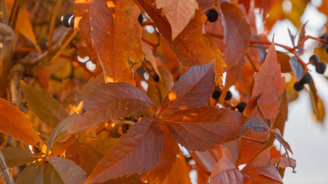 Der Ursprung des Begriffs Törggelen Rote und orange Herbstblätter an Zweigen mit kleinen schwarzen Beeren